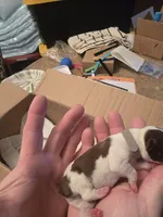 Grey male , a male Boston Terrier for sale in Lithia, FL – Photo 3 of 6