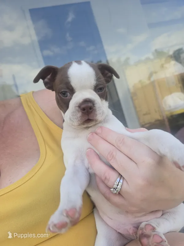 Milo male  – Boston Terrier puppy for sale in Lithia, FL