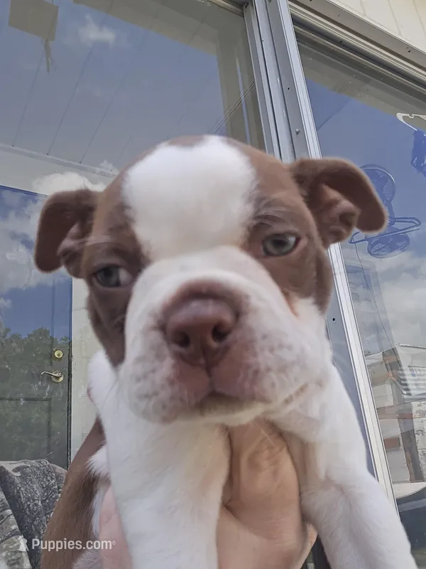 Milo male  – Boston Terrier puppy for sale in Lithia, FL