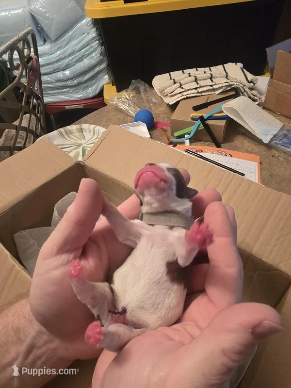 Grey male  – Boston Terrier puppy for sale in Lithia, FL