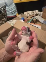 Grey male , a male Boston Terrier for sale in Lithia, FL – Photo 1 of 6