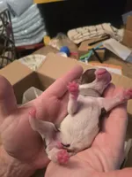 Grey male , a male Boston Terrier for sale in Lithia, FL – Photo 4 of 6