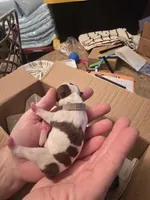 Grey male , a male Boston Terrier for sale in Lithia, FL – Photo 5 of 6