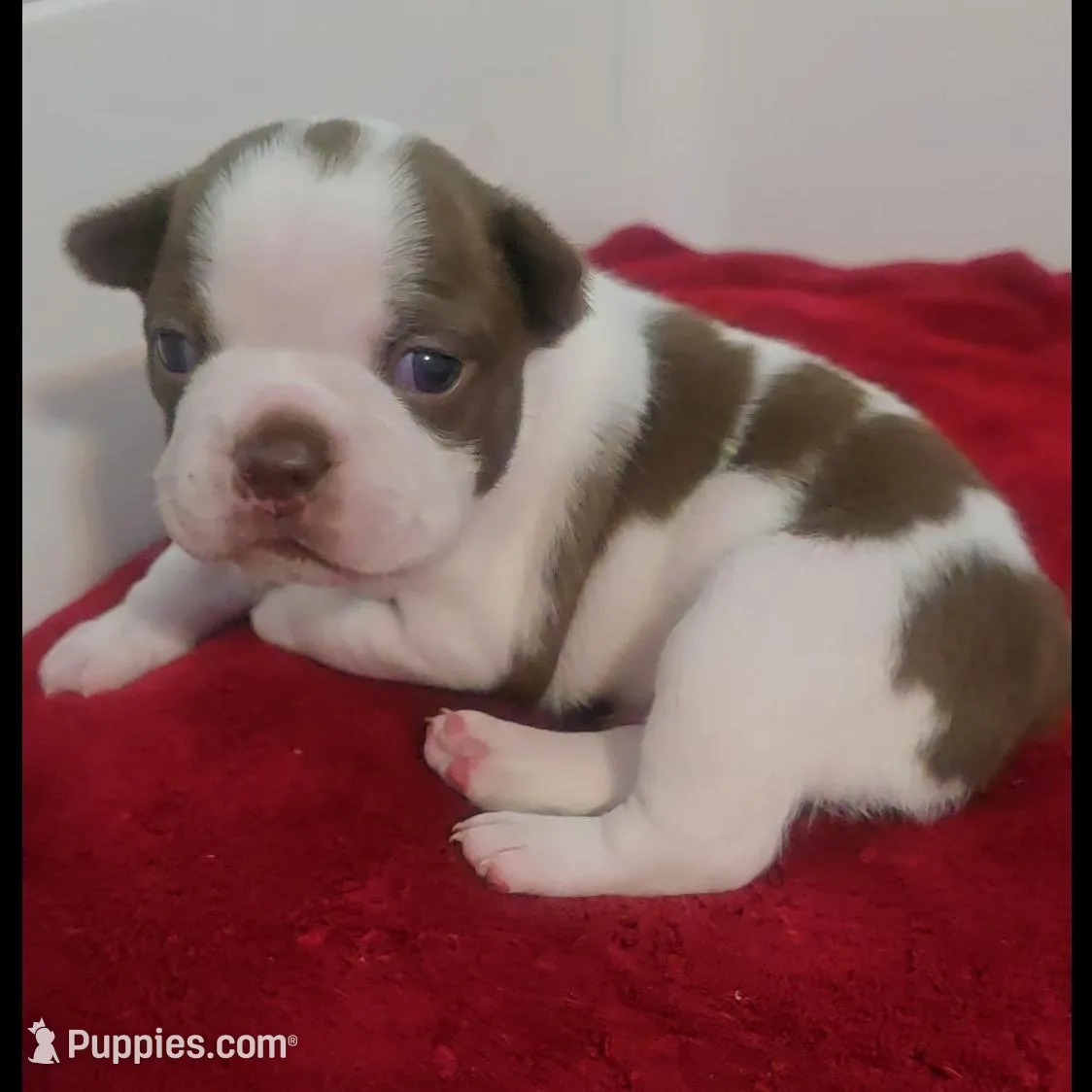 Grey male  – Boston Terrier puppy for sale in Lithia, FL
