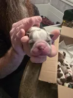 Grey male , a male Boston Terrier for sale in Lithia, FL – Photo 2 of 6