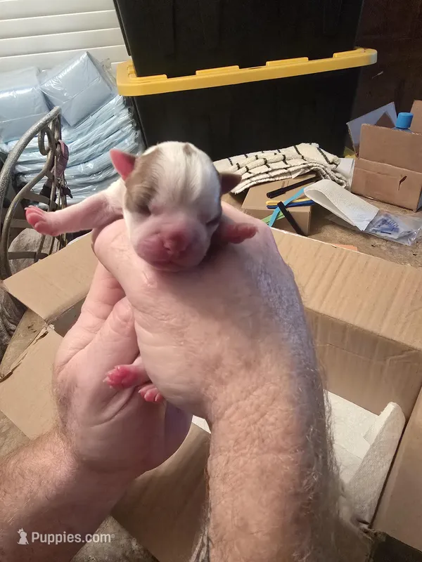 Lime boy  – Boston Terrier puppy for sale in Lithia, FL