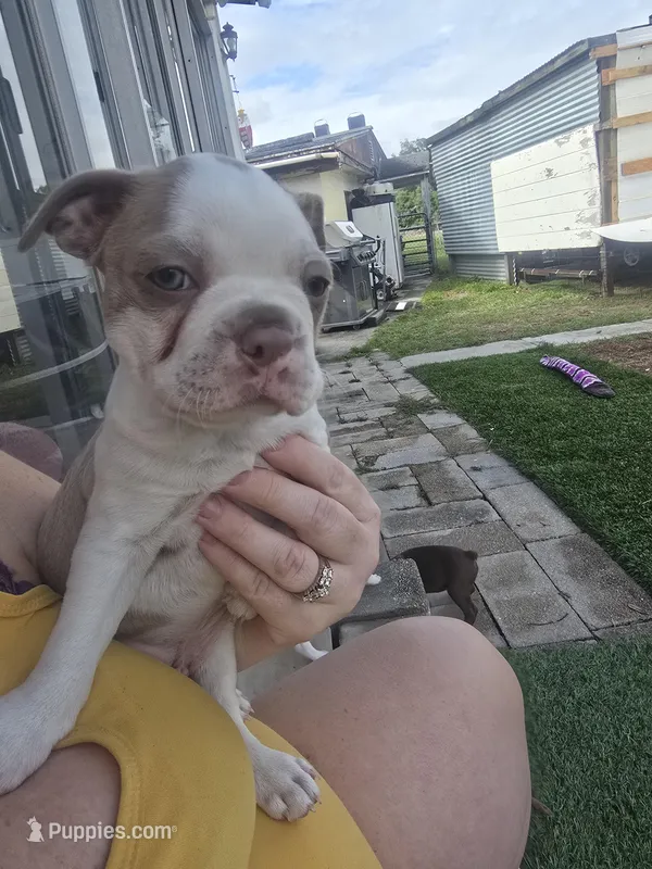 Chevy boy  – Boston Terrier puppy for sale in Lithia, FL