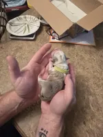 Lime boy , a male Boston Terrier for sale in Lithia, FL – Photo 5 of 7