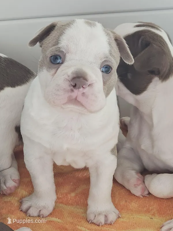 Spanky boy  – Boston Terrier puppy for sale in Lithia, FL