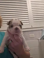 Spanky boy , a male Boston Terrier for sale in Lithia, FL – Photo 1 of 6