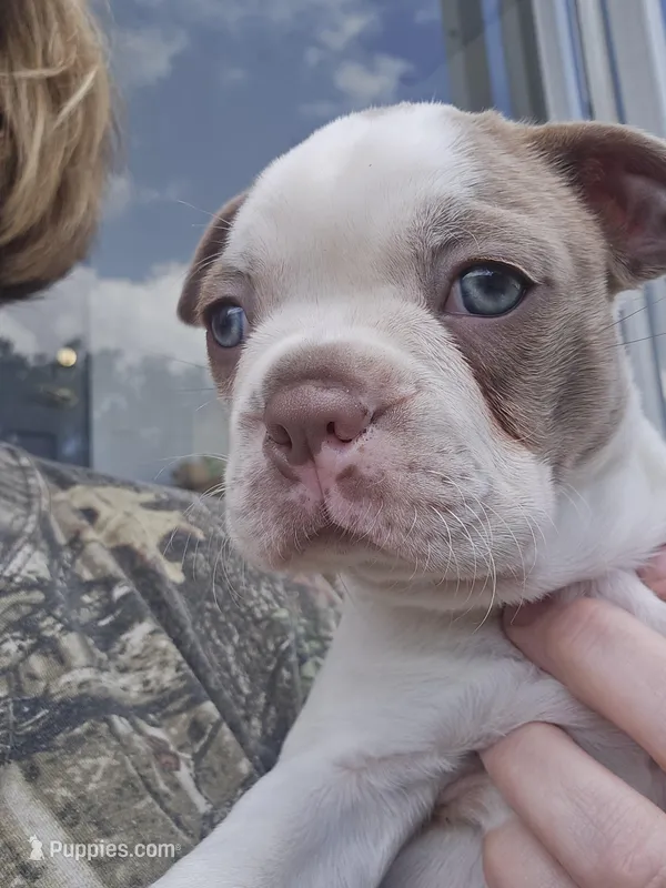 Chevy boy  – Boston Terrier puppy for sale in Lithia, FL