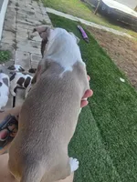 Chevy boy , a male Boston Terrier for sale in Lithia, FL – Photo 3 of 8