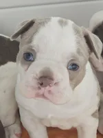 Chevy boy , a male Boston Terrier for sale in Lithia, FL – Photo 7 of 8