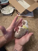 Lime boy , a male Boston Terrier for sale in Lithia, FL – Photo 4 of 7