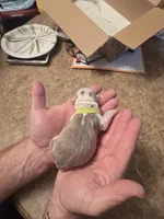 Lime boy , a male Boston Terrier for sale in Lithia, FL – Photo 6 of 7