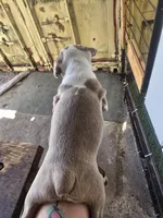 Chevy boy , a male Boston Terrier for sale in Lithia, FL – Photo 5 of 8