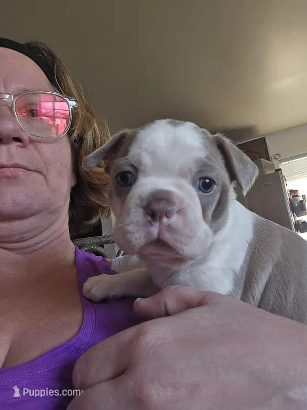 Spanky boy  – Boston Terrier puppy for sale in Lithia, FL