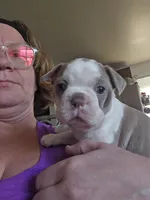 Chevy boy , a male Boston Terrier for sale in Lithia, FL – Photo 6 of 8