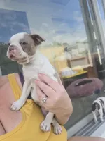 Chevy boy , a male Boston Terrier for sale in Lithia, FL – Photo 2 of 8