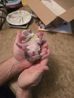 Lime boy , a male Boston Terrier for sale in Lithia, FL – Photo 7 of 7