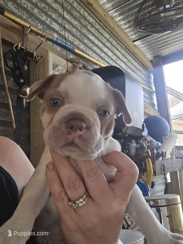 Spanky boy  – Boston Terrier puppy for sale in Lithia, FL