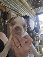 Chevy boy , a male Boston Terrier for sale in Lithia, FL – Photo 4 of 8