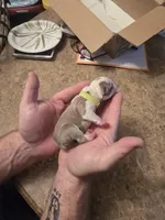 Lime boy , a male Boston Terrier for sale in Lithia, FL – Photo 2 of 7