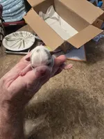 Lime boy , a male Boston Terrier for sale in Lithia, FL – Photo 3 of 7