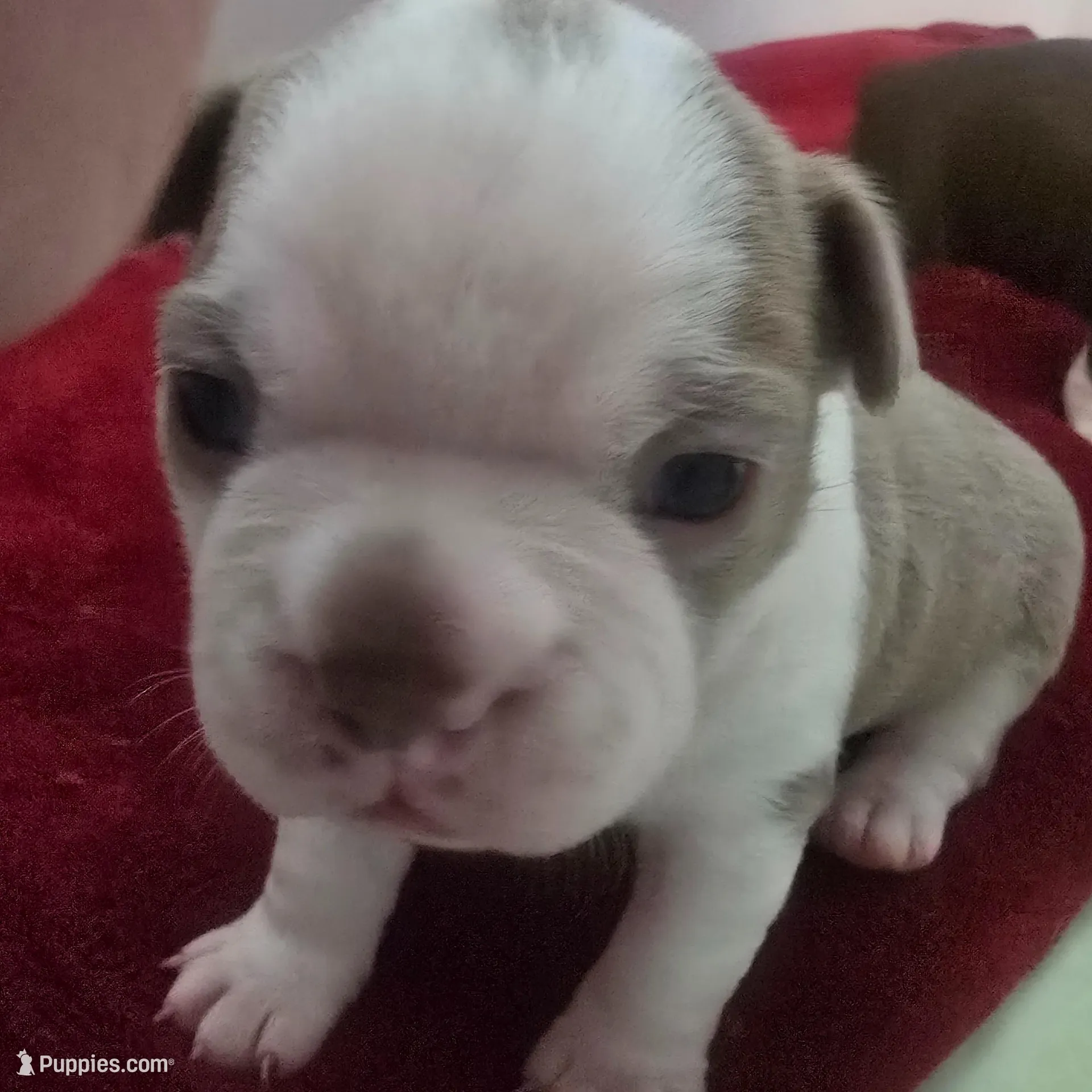 Lilac boy  – Boston Terrier puppy for sale in Lithia, FL