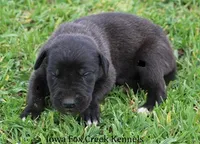 Maverick, a male Great Dane for sale in Unionville, IA – Photo 4 of 9