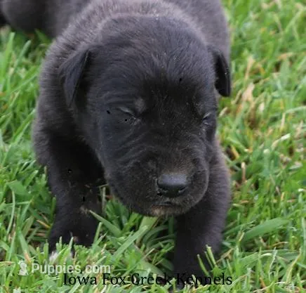 Maverick – Great Dane puppy for sale in Unionville, IA
