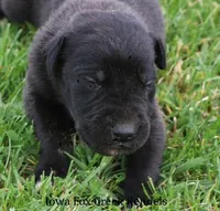 Maverick, a male Great Dane for sale in Unionville, IA – Photo 1 of 9