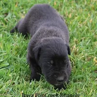 Maverick, a male Great Dane for sale in Unionville, IA – Photo 7 of 9