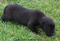 Maverick, a male Great Dane for sale in Unionville, IA – Photo 6 of 9