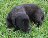 Maverick, a male Great Dane for sale in Unionville, IA – Photo 2 of 9
