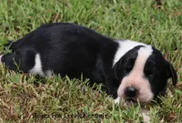 Zoey, a female Great Dane for sale in Unionville, IA – 7 of 10