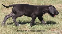 Sadie, a female Great Dane for sale in Unionville, IA – 3 of 10