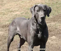 Samson, a male Great Dane for sale in Unionville, IA – 9 of 10