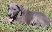 Sarge, a male Great Dane for sale in Unionville, IA – 8 of 10