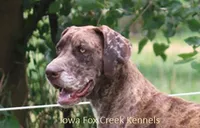 Zeus, a male Great Dane for sale in Unionville, IA – 10 of 10