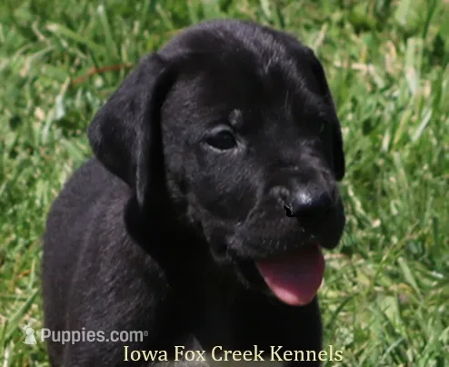 Max – Great Dane puppy for sale in Unionville, IA