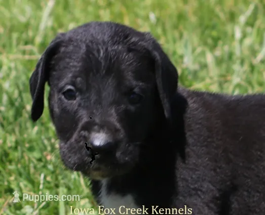 Mitzi – Great Dane puppy for sale in Unionville, IA