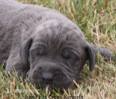 Sarge – Great Dane puppy for sale in Unionville, IA