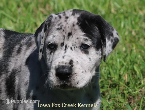Ella – Great Dane puppy for sale in Unionville, IA