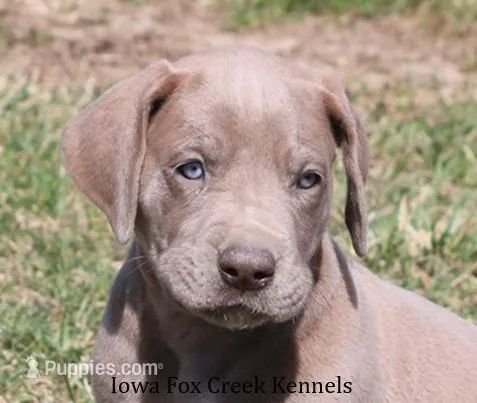 Hope – Great Dane puppy for sale in Unionville, IA