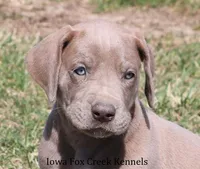 Hope, a female Great Dane for sale in Unionville, IA – Photo 1 of 10