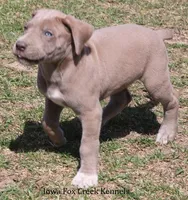 Hope, a female Great Dane for sale in Unionville, IA – Photo 3 of 10