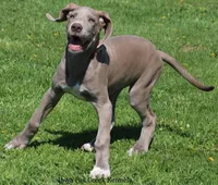 Hope, a female Great Dane for sale in Unionville, IA – 4 of 10