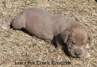 Hope, a female Great Dane for sale in Unionville, IA – Photo 6 of 8