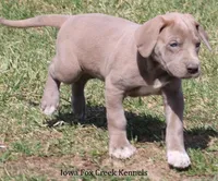 Hope, a female Great Dane for sale in Unionville, IA – Photo 7 of 10